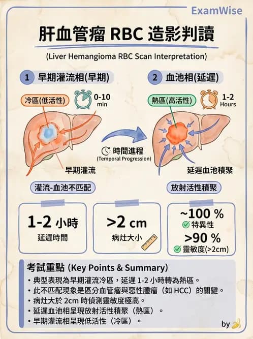放射 - 肝膽造影 - AI 圖文解析預覽