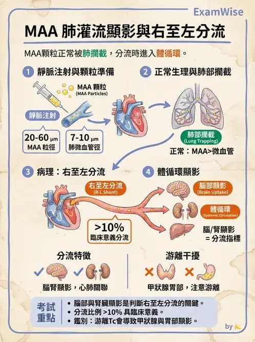 放射 - 肺部與感染造影 - AI 圖文解析預覽
