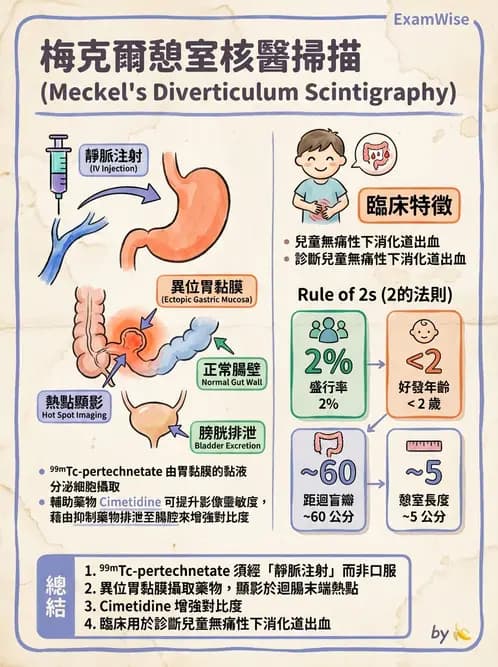 放射 - 消化道造影 - AI 圖文解析預覽