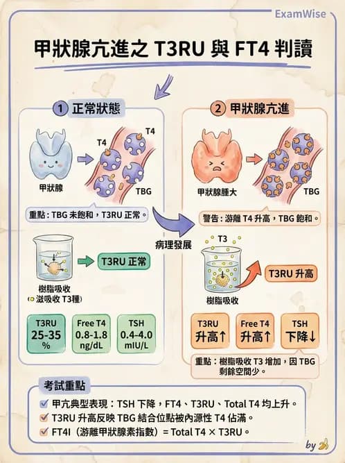 放射 - 免疫分析品管與臨床應用 - AI 圖文解析預覽