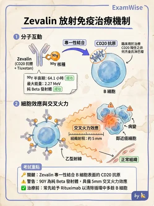 放射 - 腫瘤治療 - AI 圖文解析預覽