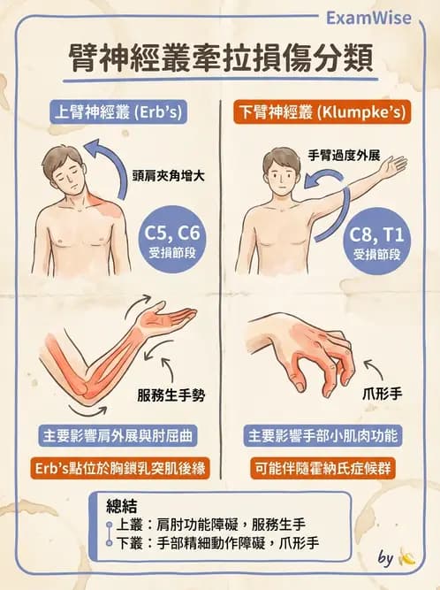 物治 - 周邊神經損傷與復健 - AI 圖文解析預覽