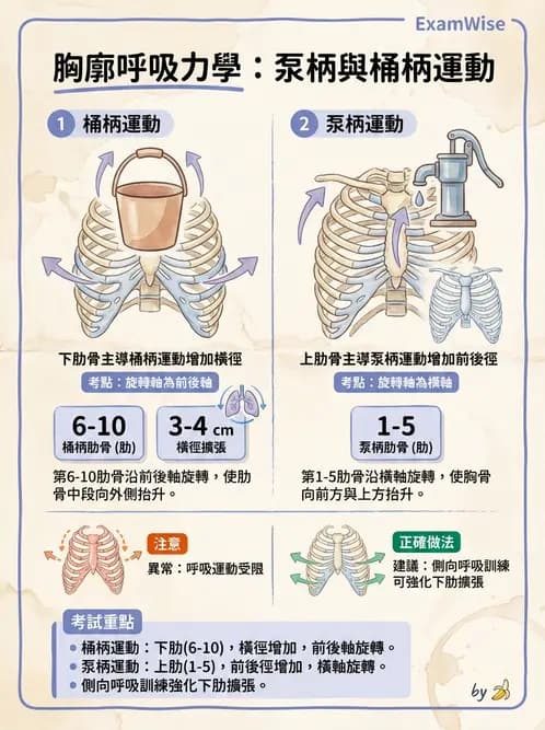 物治 - 呼吸解剖、生理與力學 - AI 圖文解析預覽