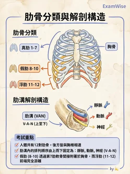 物治 - 骨骼與關節解剖 - AI 圖文解析預覽