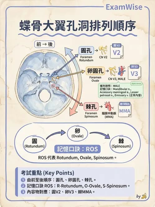 物治 - 骨骼與關節解剖 - AI 圖文解析預覽