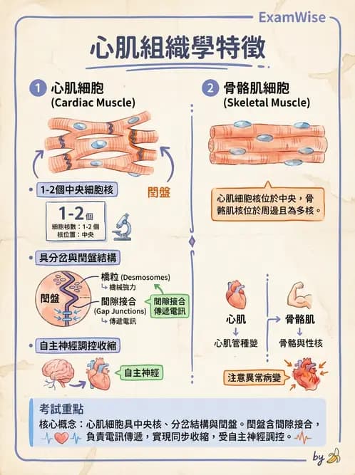 物治 - 心臟血管與血液解剖 - AI 圖文解析預覽