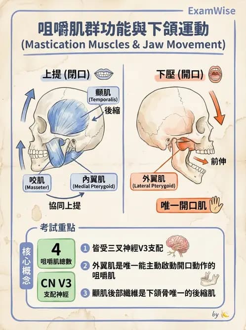 物治 - 上肢與頭頸肌肉解剖 - AI 圖文解析預覽