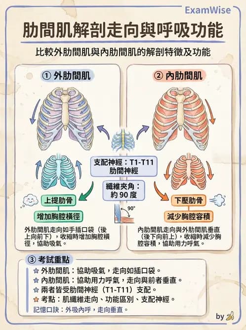 物治 - 軀幹與下肢肌肉解剖 - AI 圖文解析預覽