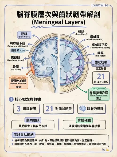 物治 - 中樞神經系統解剖 - AI 圖文解析預覽