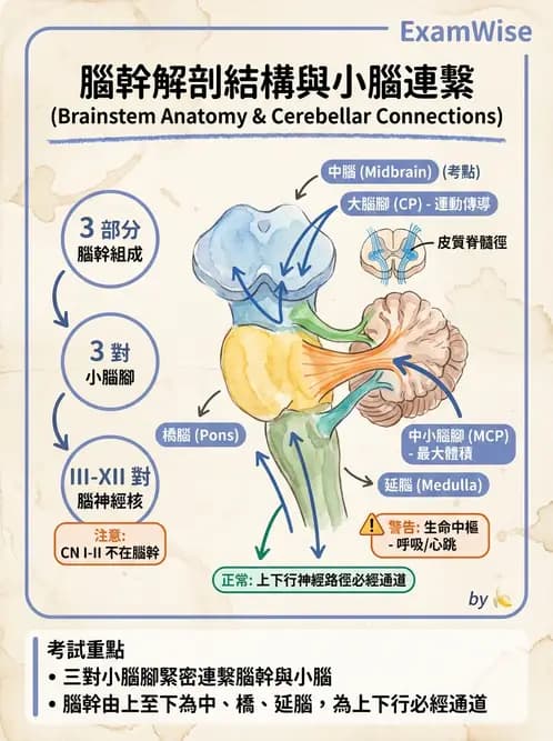 物治 - 中樞神經系統解剖 - AI 圖文解析預覽