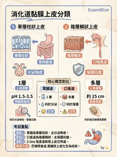 物治 - 消化泌尿生殖系統解剖 - AI 圖文解析預覽