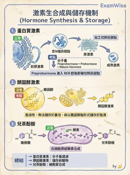物治 - 內分泌系統生理 - AI 圖文解析預覽