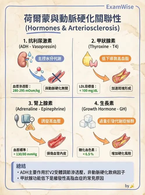 物治 - 內分泌系統生理 - AI 圖文解析預覽