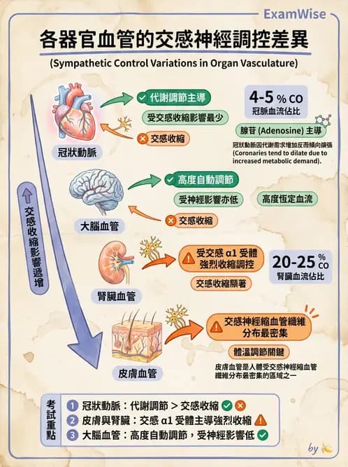 物治 - 心臟血管生理 - AI 圖文解析預覽