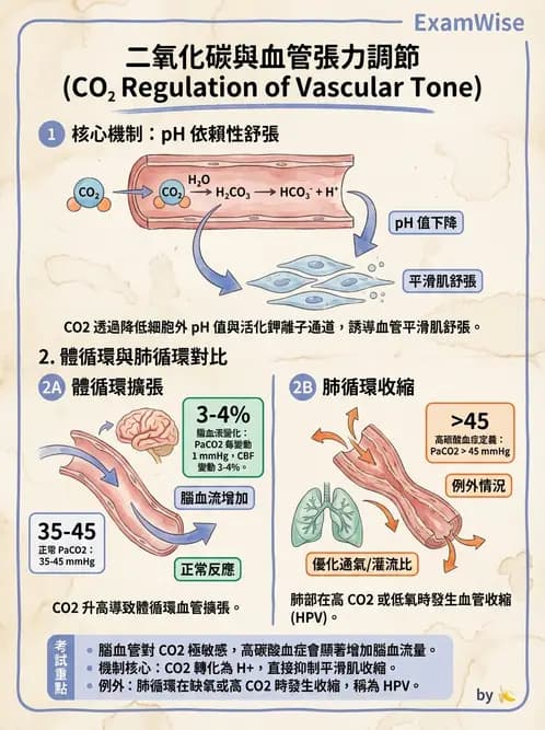 物治 - 心臟血管生理 - AI 圖文解析預覽
