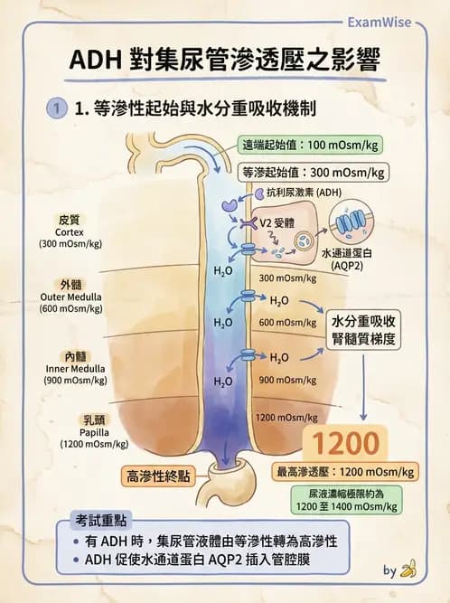 物治 - 消化泌尿系統生理 - AI 圖文解析預覽