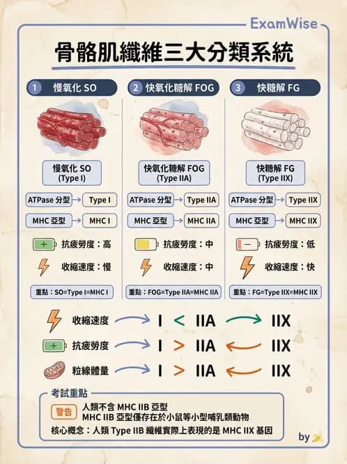 物治 - 肌肉收縮與纖維特性 - AI 圖文解析預覽