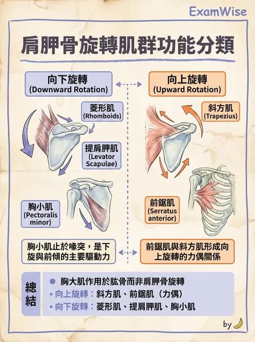 物治 - 肩關節複合體生物力學 - AI 圖文解析預覽