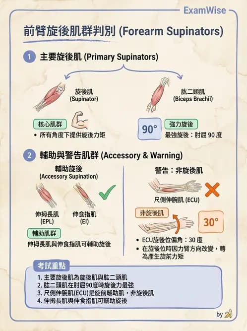物治 - 肘關節與前臂生物力學 - AI 圖文解析預覽