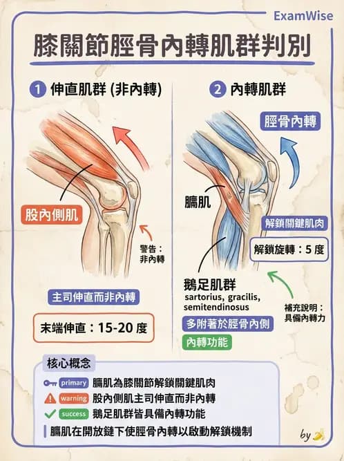 物治 - 膝關節肌動學與生物力學 - AI 圖文解析預覽