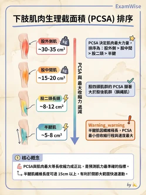 物治 - 膝關節肌動學與生物力學 - AI 圖文解析預覽