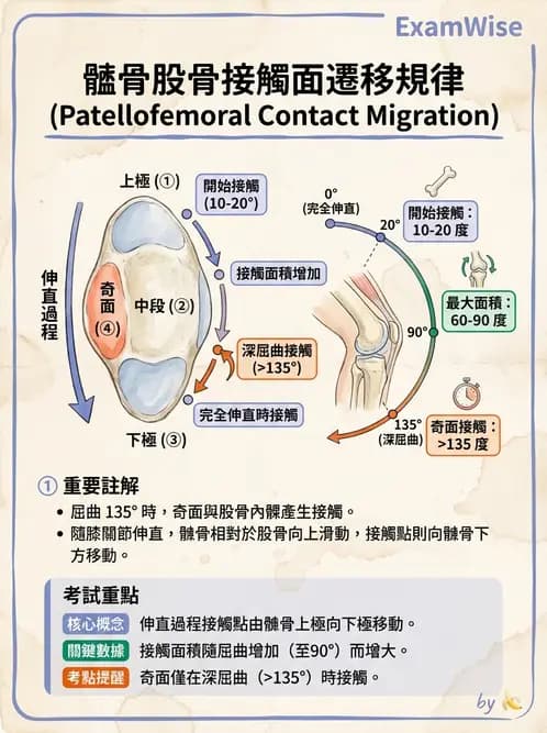 物治 - 膝關節肌動學與生物力學 - AI 圖文解析預覽