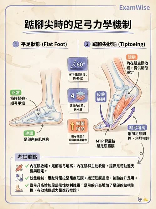 物治 - 踝與足部肌動學與生物力學 - AI 圖文解析預覽