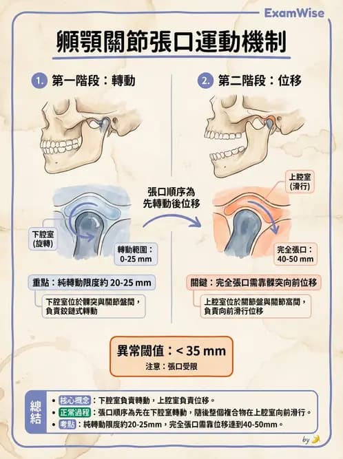 物治 - 顳顎關節肌動學與生物力學 - AI 圖文解析預覽