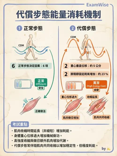 物治 - 步態週期與生物力學 - AI 圖文解析預覽