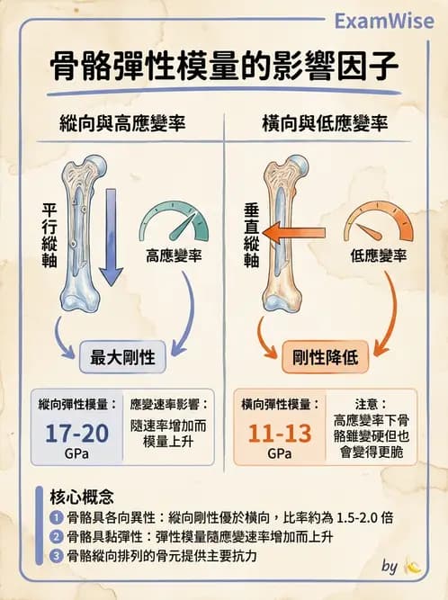 物治 - 組織生物力學 - AI 圖文解析預覽