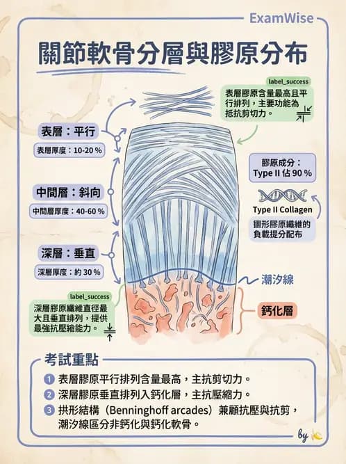 物治 - 組織生物力學 - AI 圖文解析預覽
