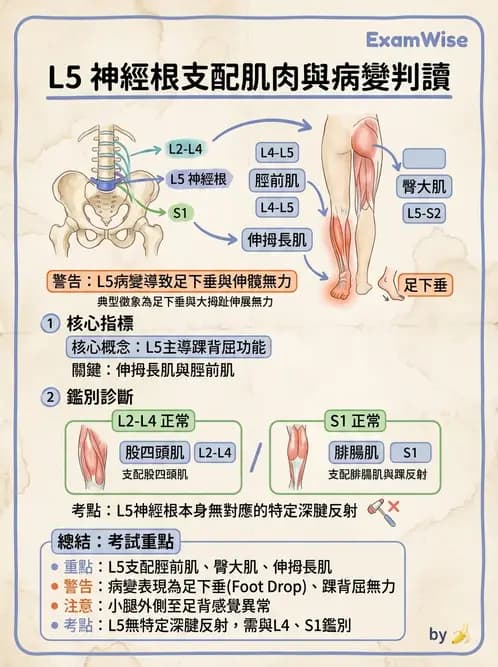 物治 - 脊髓與周邊神經疾病 - AI 圖文解析預覽