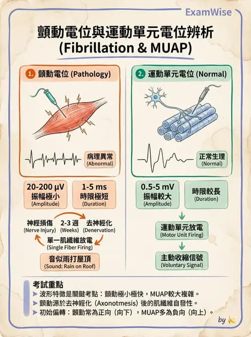 物治 - 電生理診斷 - AI 圖文解析預覽