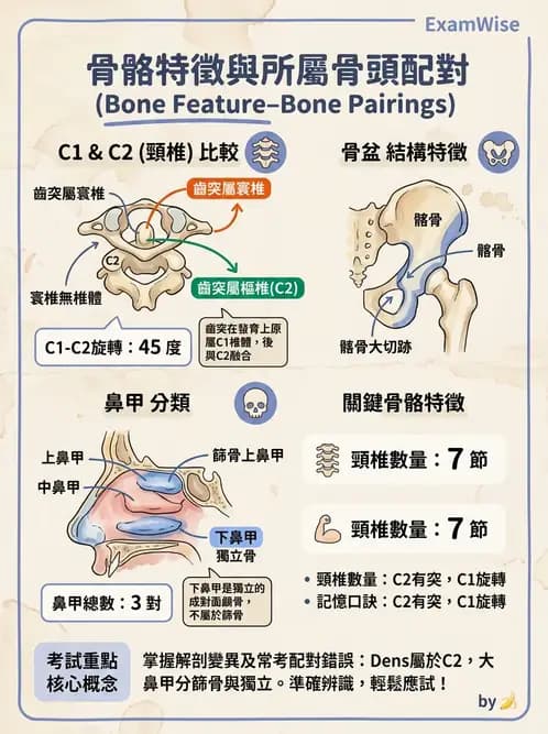 物治 - 骨骼與關節解剖 - AI 圖文解析預覽