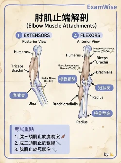 物治 - 上肢與頭頸肌肉解剖 - AI 圖文解析預覽