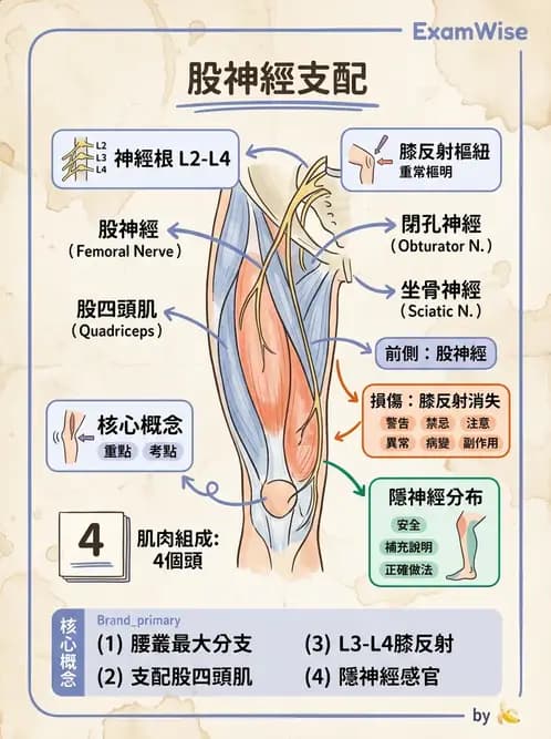 物治 - 軀幹與下肢肌肉解剖 - AI 圖文解析預覽