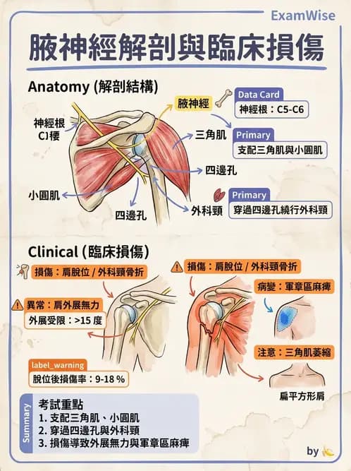 物治 - 腦神經與脊神經解剖 - AI 圖文解析預覽