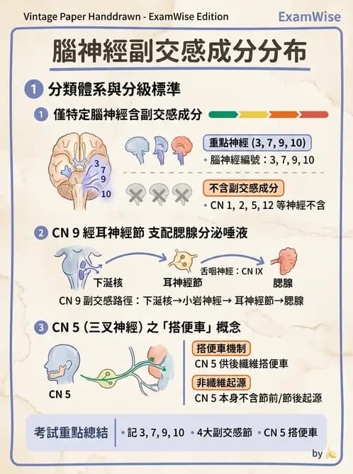 物治 - 腦神經與脊神經解剖 - AI 圖文解析預覽