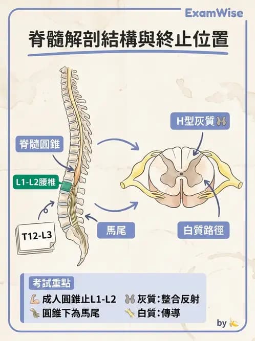 物治 - 中樞神經系統解剖 - AI 圖文解析預覽