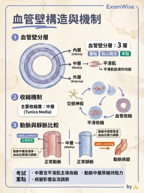 物治 - 心臟血管與血液解剖 - AI 圖文解析預覽