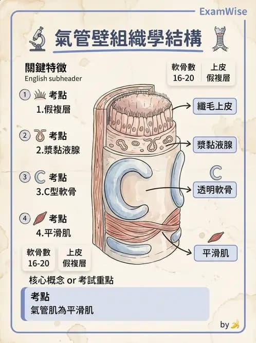 物治 - 呼吸系統解剖 - AI 圖文解析預覽