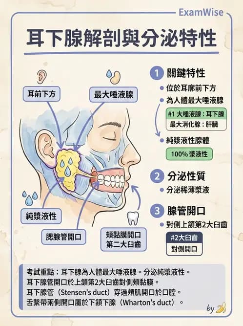 物治 - 消化泌尿生殖系統解剖 - AI 圖文解析預覽