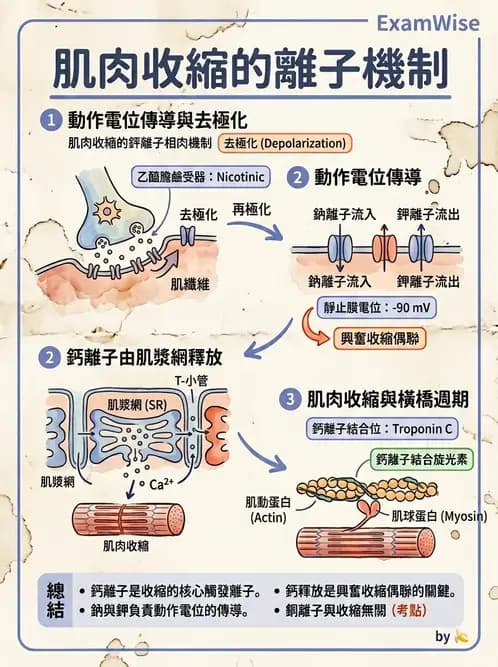 物治 - 肌肉收縮與纖維特性 - AI 圖文解析預覽