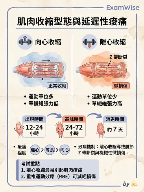 物治 - 肌肉收縮與纖維特性 - AI 圖文解析預覽
