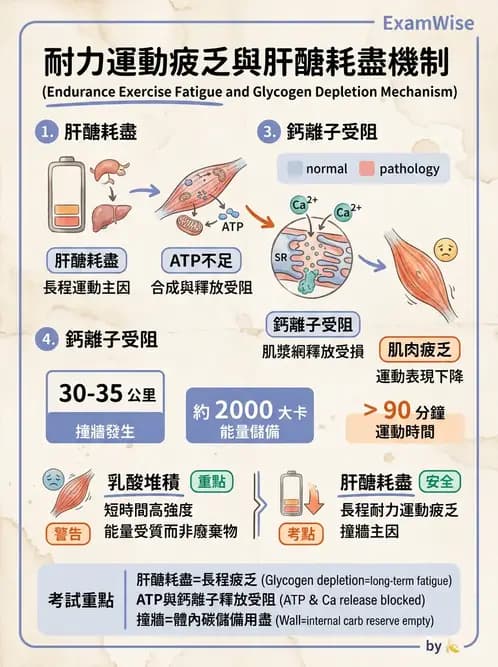 物治 - 能量代謝與運動適應 - AI 圖文解析預覽