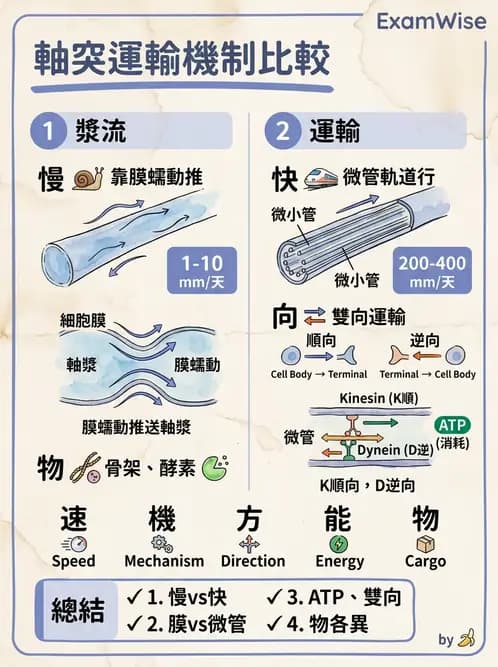 物治 - 神經系統生理 - AI 圖文解析預覽
