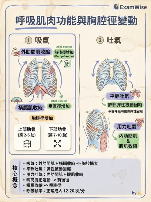 物治 - 呼吸生理 - AI 圖文解析預覽