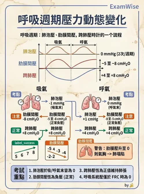 物治 - 呼吸生理 - AI 圖文解析預覽
