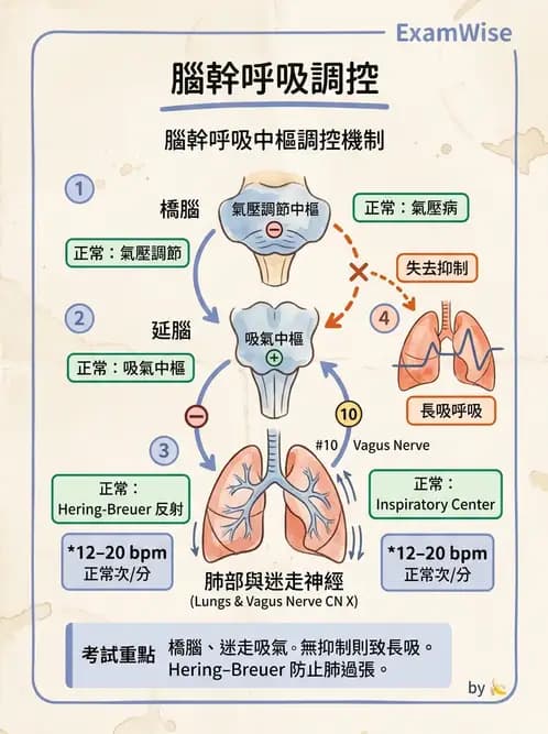 物治 - 呼吸生理 - AI 圖文解析預覽