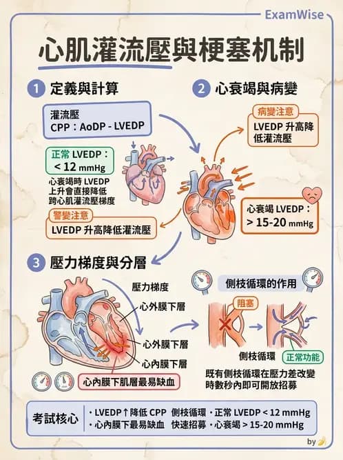 物治 - 心臟血管生理 - AI 圖文解析預覽